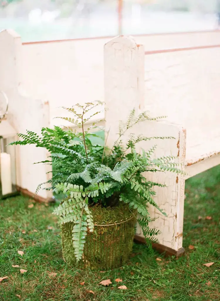 Potted Plant Ceremony Backdrops