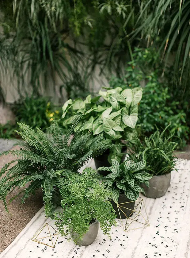 Create a Focal Point Using Potted Plants